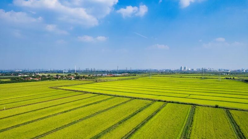 农产品电商平台收费标准解析：揭秘价格构成与影响因素