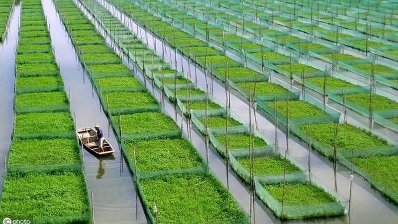 智能温室大棚后期维护费用：揭秘成本构成与优化策略