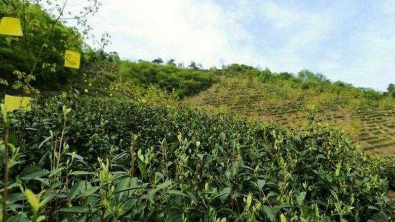 有机蔬菜配送基地：揭秘其背后的秘密与价值**