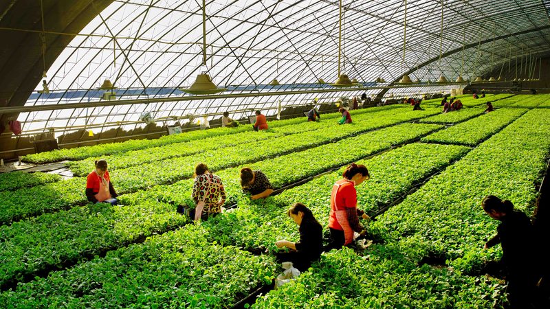 果蔬配送区域代理加盟：标准规范与市场洞察