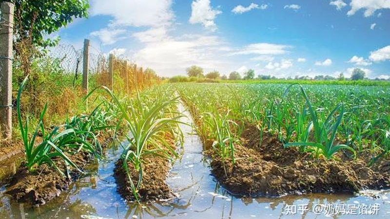 农业产业园可行性研究报告：收费标准解析与考量要点