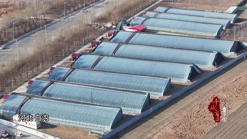 粮食种植深加工项目：从田间到餐桌的绿色之旅